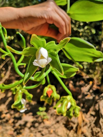 Vanilla inodora, photographed by Ana Nuño