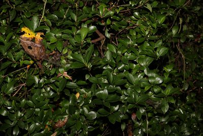Rhaphiolepis indica, photographed by Greg Tasney