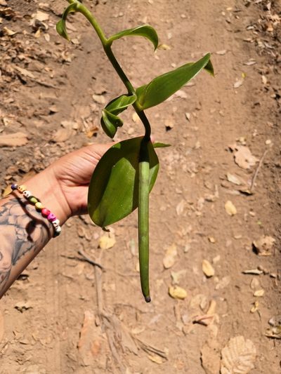 Vanilla inodora, photographed by Ana Nuño