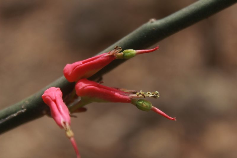 Euphorbia tithymaloides, photographed by Ricardo Jaimes-López