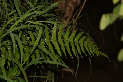 Christella dentata, photographed by Greg Tasney