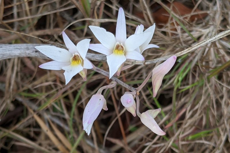 Dendrobium barbatulum, photographed by Kristof Zyskowski