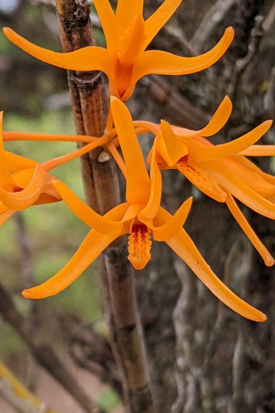 Dendrobium jerdonianum, photographed by Kristof Zyskowski