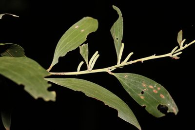 Acacia concurrens
