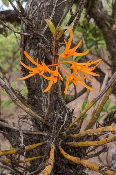 Dendrobium jerdonianum, photographed by Kristof Zyskowski