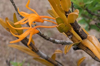 Dendrobium jerdonianum, photographed by Kristof Zyskowski