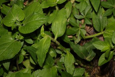 Commelina benghalensis, photographed by Greg Tasney