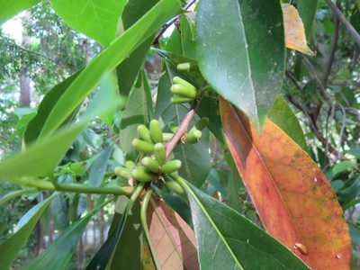 Symplocos tinctoria, photographed by Nonbinary-Naturalist