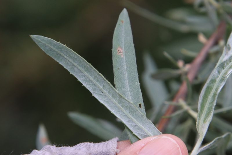 Salix exigua, photographed by Millie Basden