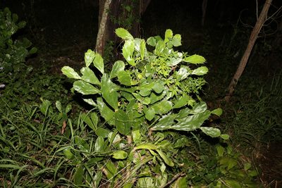 Opuntia monacantha, photographed by Greg Tasney