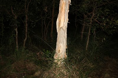 Melaleuca quinquenervia, photographed by Greg Tasney