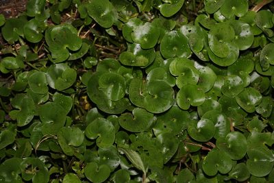 Heteranthera reniformis, photographed by Greg Tasney