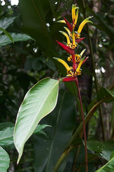 Heliconia vaginalis, photographed by Andres Hernandez