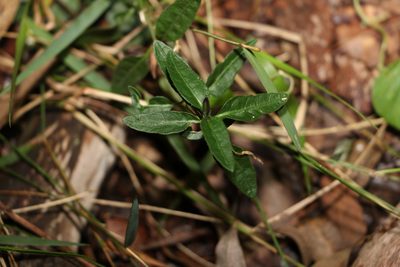 Brunoniella australis, photographed by Greg Tasney