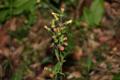 Crassocephalum crepidioides, photographed by Greg Tasney