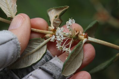 Ceanothus crassifolius, photographed by Millie Basden
