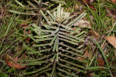 Kalanchoe delagoensis, photographed by Greg Tasney