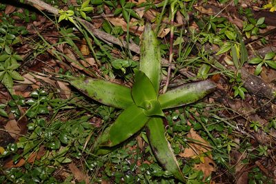 Callisia fragrans, photographed by Greg Tasney