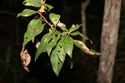 Lophostemon suaveolens, photographed by Greg Tasney