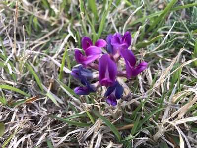 Astragalus missouriensis, photographed by Christine Rudman