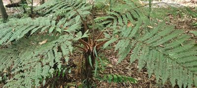 Dicksonia squarrosa, photographed by Halema J