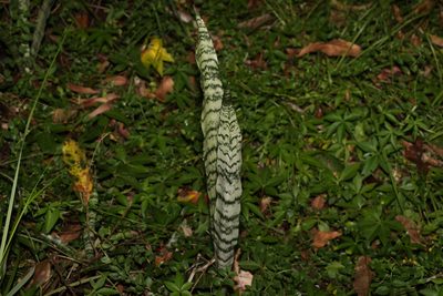 Dracaena trifasciata, photographed by Greg Tasney