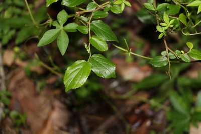 Celtis sinensis, photographed by Greg Tasney