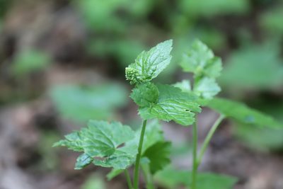 Tolmiea menziesii, photographed by Eric Habisch
