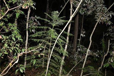 Jacaranda mimosifolia, photographed by Greg Tasney