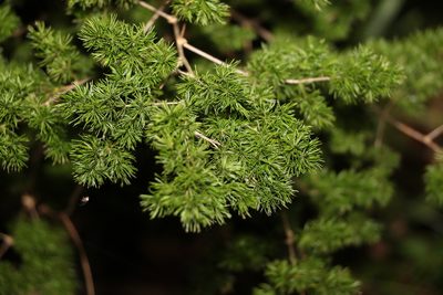 Asparagus macowanii, photographed by Greg Tasney