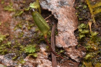 Buxbaumia piperi, photographed by Braden J. Judson