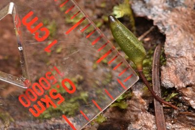 Buxbaumia piperi, photographed by Braden J. Judson