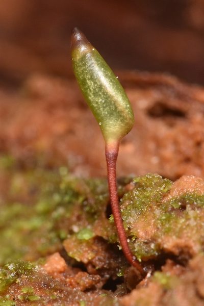 Buxbaumia piperi, photographed by Braden J. Judson