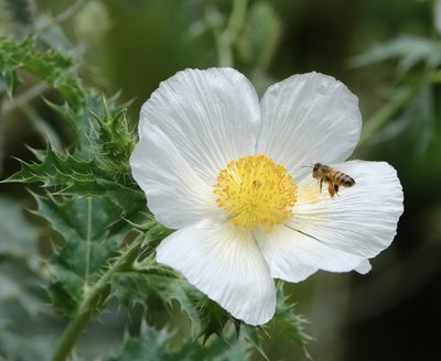 Argemone albiflora, photographed by Brady Reed