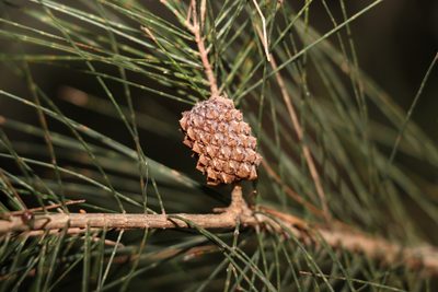 Allocasuarina littoralis, photographed by Greg Tasney