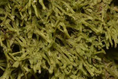 Metzgeria conjugata, photographed by Braden J. Judson