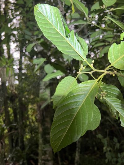 Frangula sphaerosperma, photographed by Nicolás Baresch Uribe