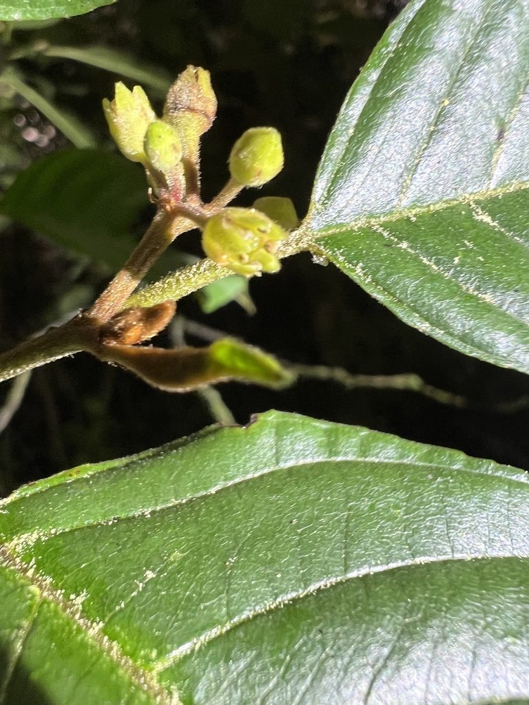 Frangula sphaerosperma, photographed by Nicolás Baresch Uribe