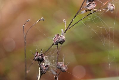 Haemodorum austroqueenslandicum, photographed by Greg Tasney