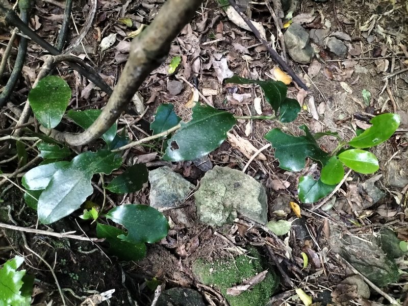 Griselinia lucida, photographed by naturewatchwidow