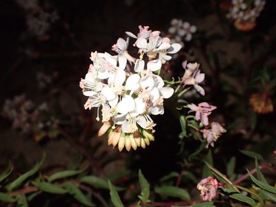 Eremothera boothii