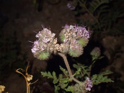 Phacelia hubbyi