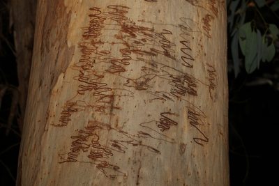 Eucalyptus racemosa, photographed by Greg Tasney