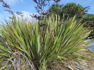 Phormium colensoi, photographed by Claas Damken
