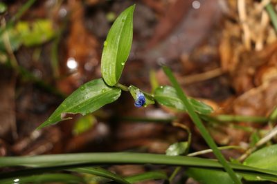 Commelina cyanea, photographed by Greg Tasney