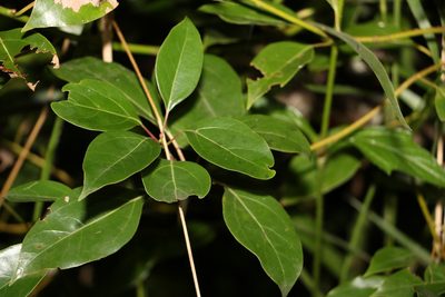 Cinnamomum camphora, photographed by Greg Tasney