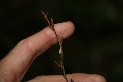 Schoenus brevifolius, photographed by Greg Tasney