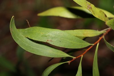 Hakea florulenta, photographed by Greg Tasney