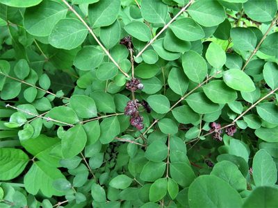 Symphoricarpos orbiculatus, photographed by Annika Lindqvist