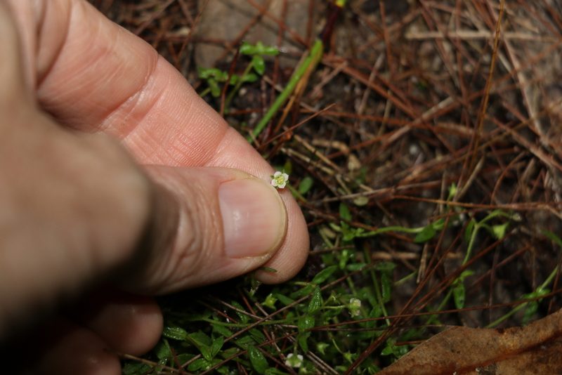 Mitrasacme paludosa, photographed by Greg Tasney